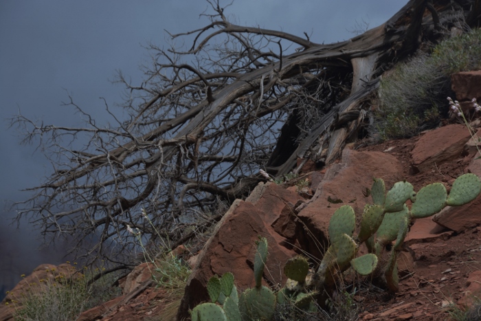 The Watchman Trail 